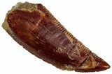 Serrated Raptor Tooth - Real Dinosaur Tooth #298111-1